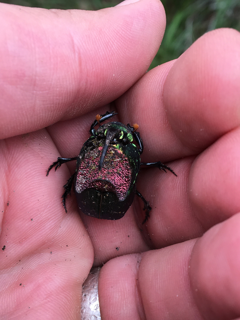 Phanaeus difformis from 77982, Port O Connor, TX, US on April 29, 2016 ...