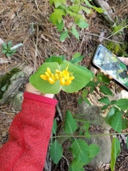 Lonicera flava