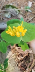 Lonicera flava