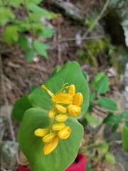 Lonicera flava
