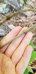 Lonicera flava