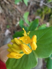Lonicera flava