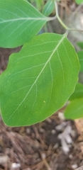 Lonicera flava