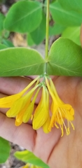 Lonicera flava
