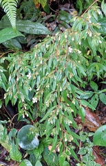 Centradenia inaequilateralis image