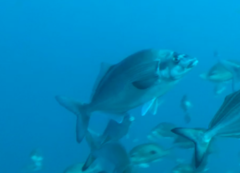 Latridopsis ciliaris