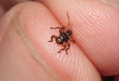 Lipoptena depressa