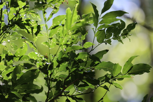 Lonchocarpus nitidus, photograph 1