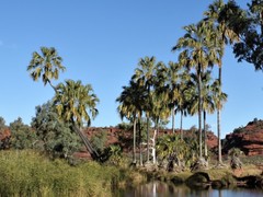 Livistona mariae