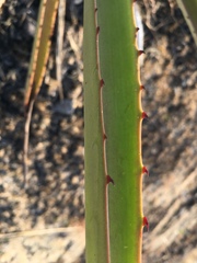 Agave vivipara