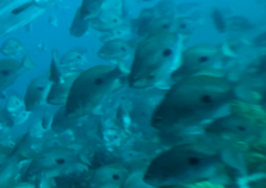 Caesioperca lepidoptera