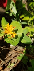 Lonicera flava