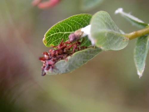 Image of Salix myrtilloides by (c) Sigitas Juzėnas, some rights reserved (CC BY)