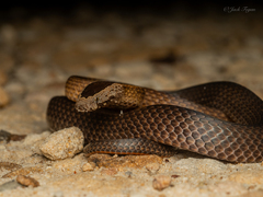 Golden Crowned Snake photo 4
