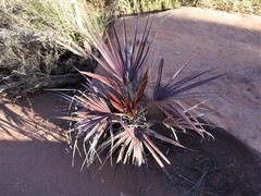 Livistona mariae
