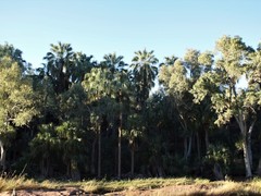 Livistona mariae