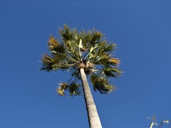 Livistona mariae