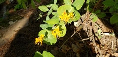 Lonicera flava
