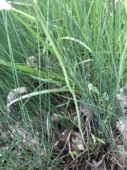 Cardamine penduliflora