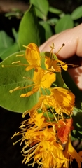 Lonicera flava