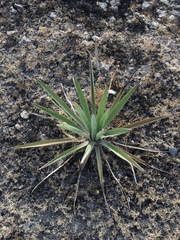Agave vivipara