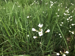 Cardamine penduliflora