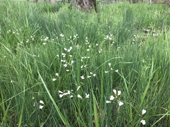 Cardamine penduliflora