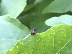 Pachybrachis cruentus