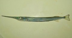 Platybelone argalus