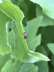 Pachybrachis cruentus