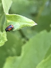 Pachybrachis cruentus