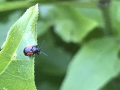 Pachybrachis cruentus