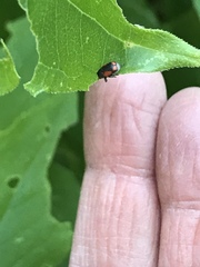 Pachybrachis cruentus