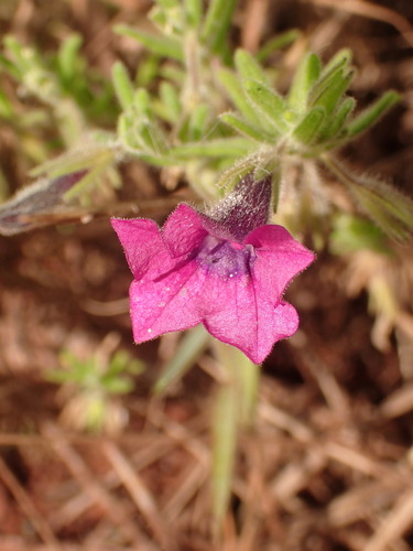 Image of Calibrachoa Elegans (Calibrachoa elegans) by (c) agujaceratops, some rights reserved (CC BY)