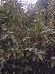 Buddleja cordata