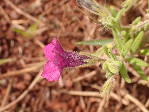 Image of Calibrachoa Elegans (Calibrachoa elegans) by (c) agujaceratops, some rights reserved (CC BY)