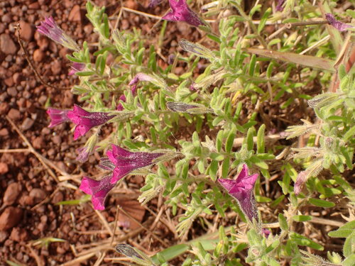 Image of Calibrachoa Elegans (Calibrachoa elegans) by (c) agujaceratops, some rights reserved (CC BY)