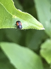 Pachybrachis cruentus