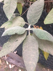 Buddleja cordata