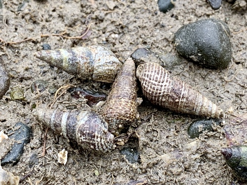 Japanese False Cerith