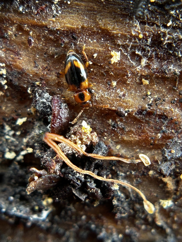 Phymaphora californica
