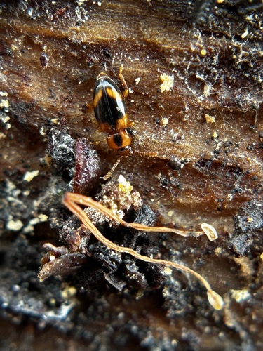 Phymaphora californica