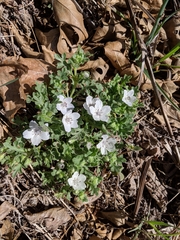 Nemophila menziesii