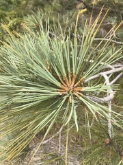 Pinus torreyana