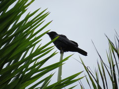 Corvus ossifragus image