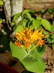 Lonicera flava
