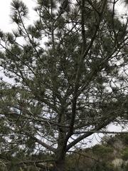 Pinus torreyana