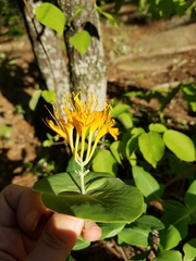 Lonicera flava