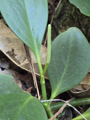 Foto de Peperomia limão