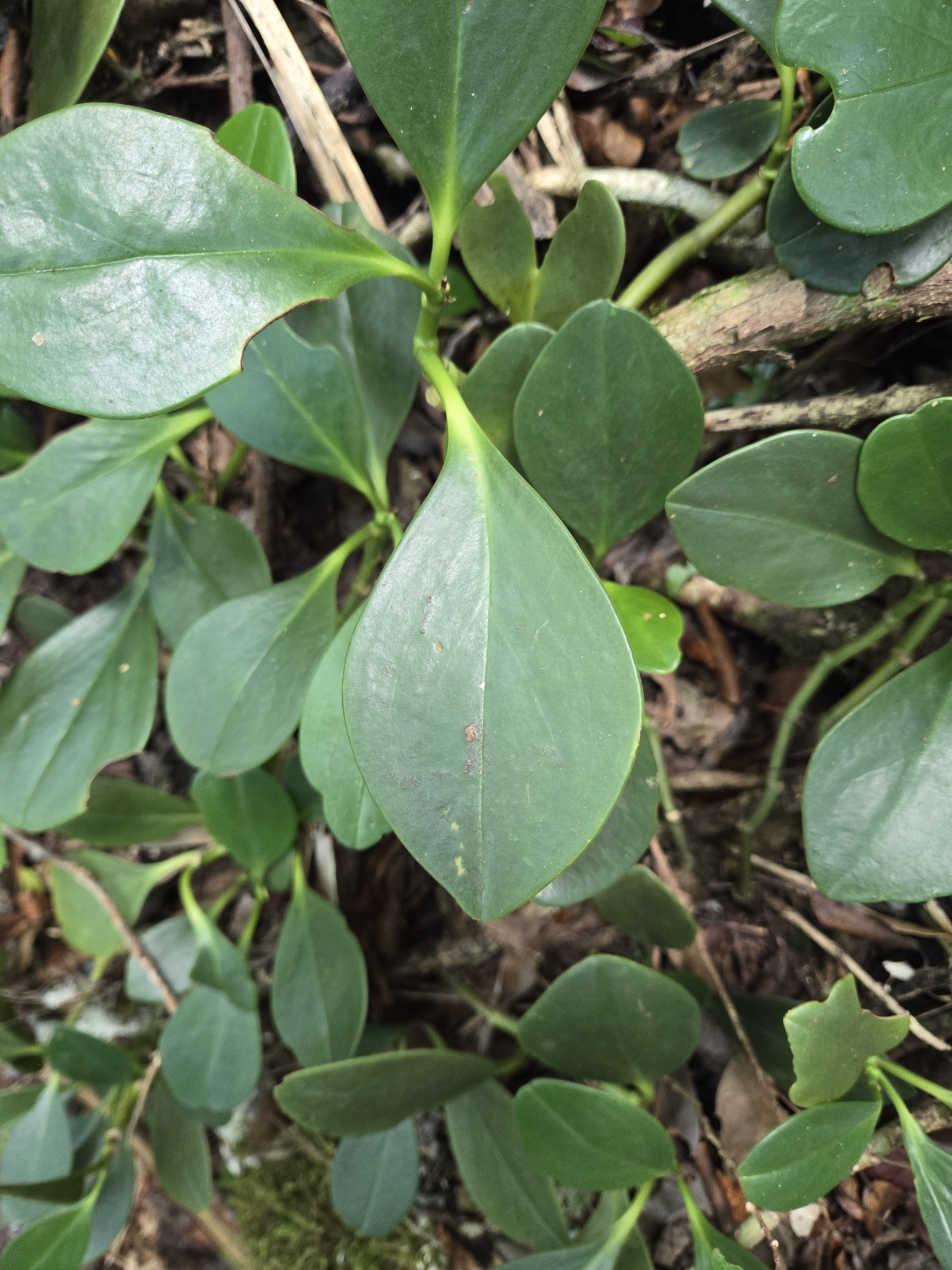 Imagem de Peperomia limão